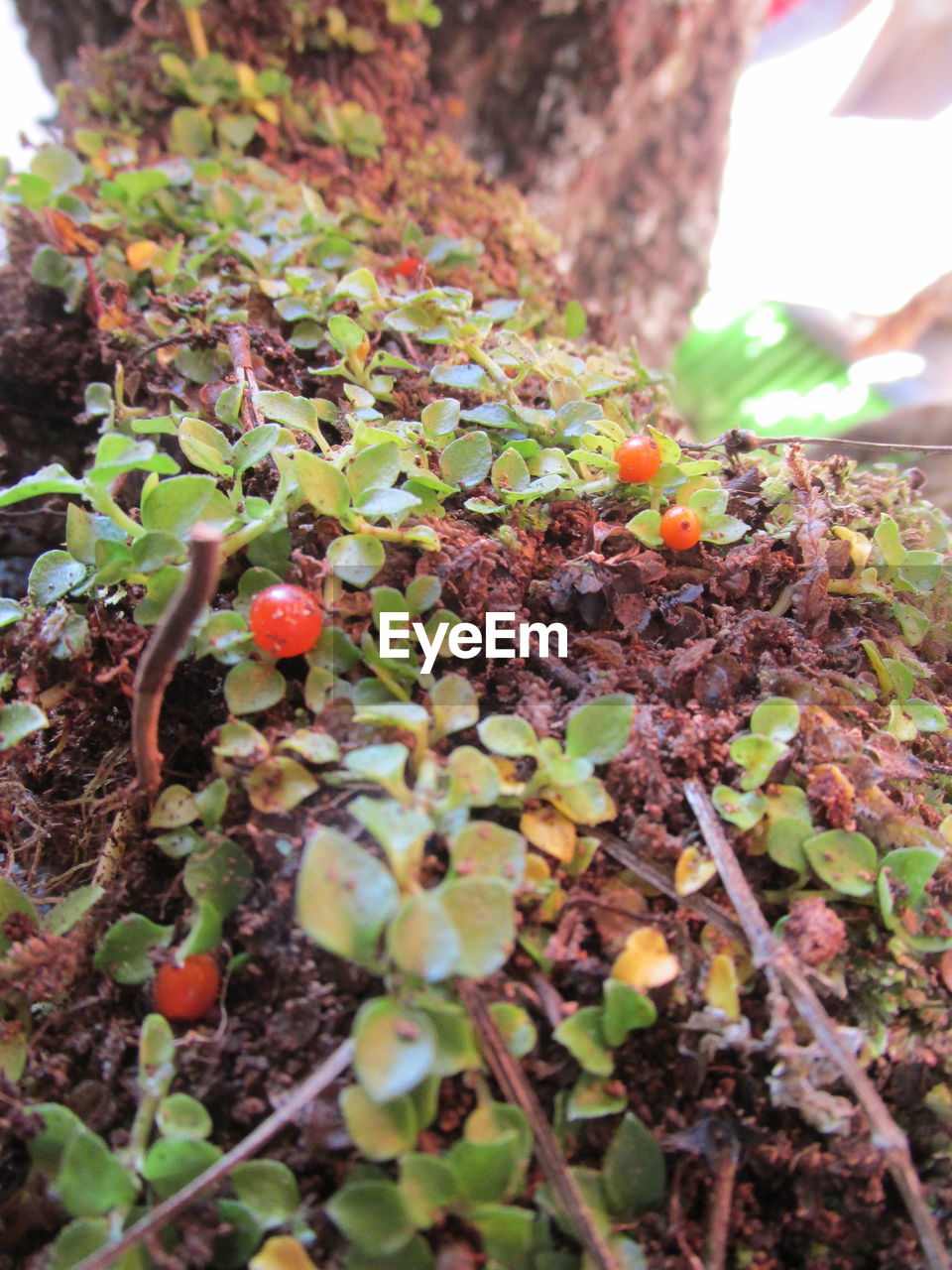 CLOSE-UP OF PLANTS