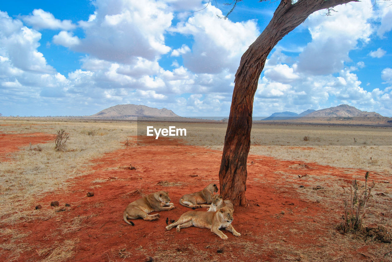 VIEW OF LIZARD ON GROUND