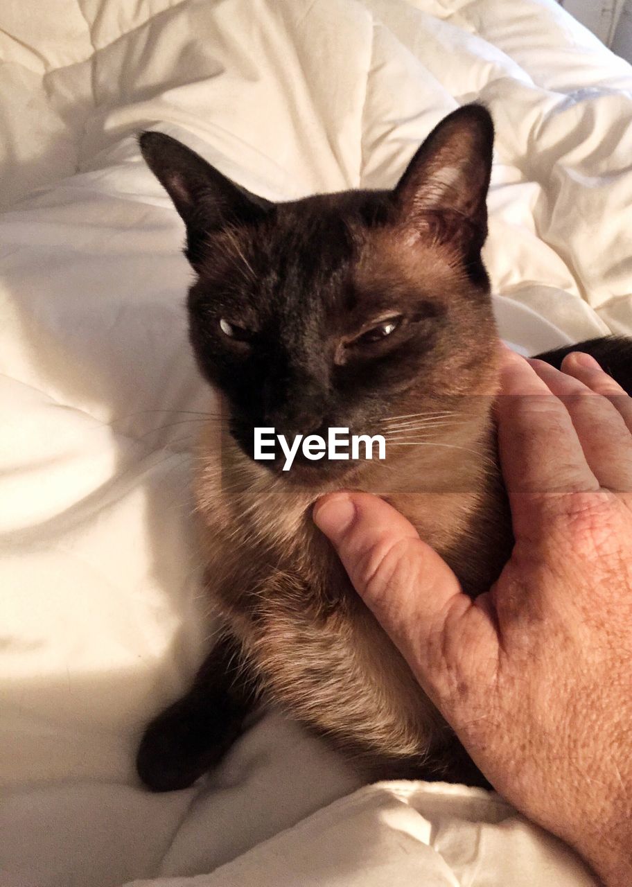 CLOSE-UP OF CAT ON BED