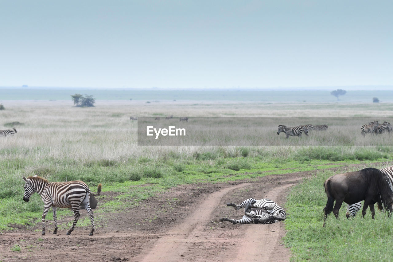 Zebras on land against sky