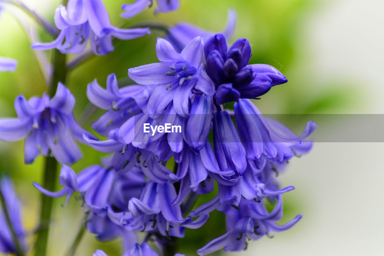 Close-up of purple flowers blooming outdoors