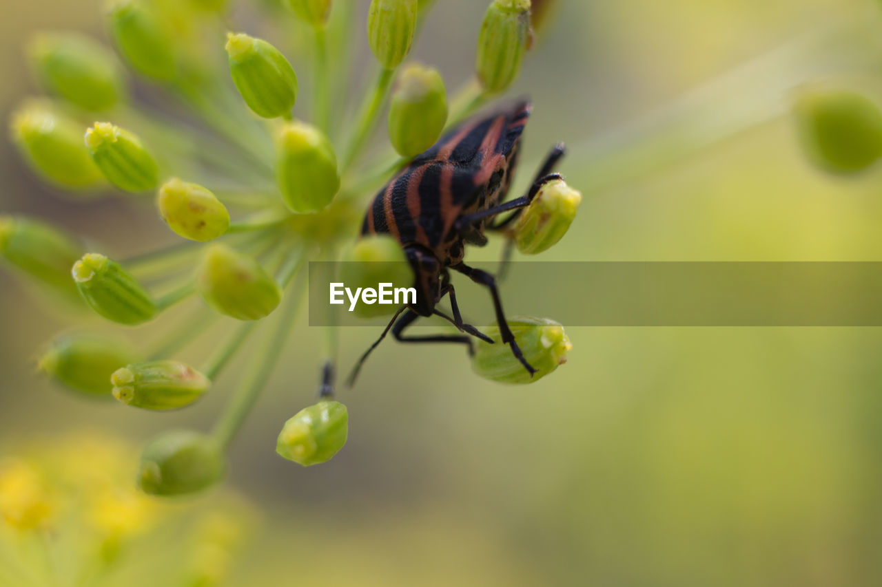 CLOSE-UP OF BUTTERFLY ON GREEN FLOWER