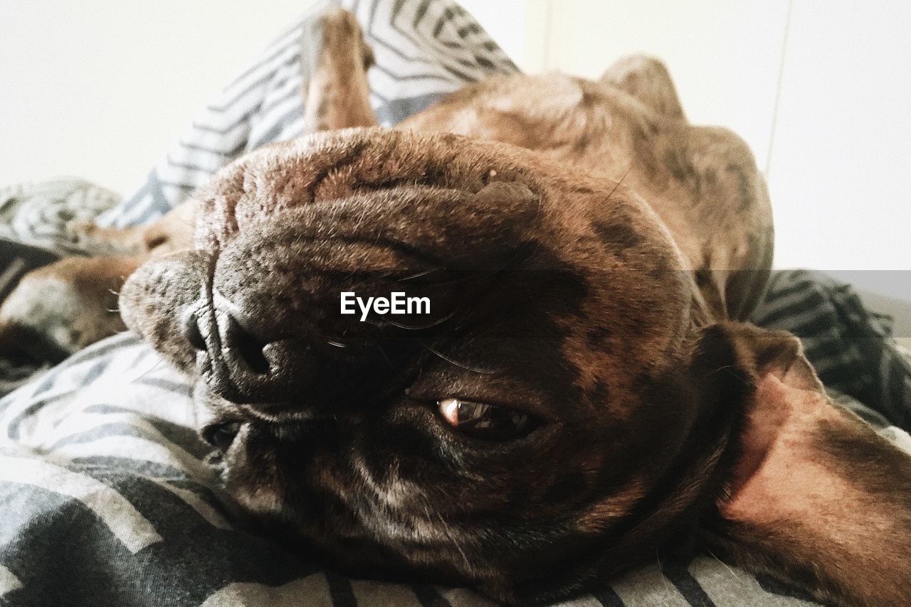 CLOSE-UP OF DOG LYING ON BED