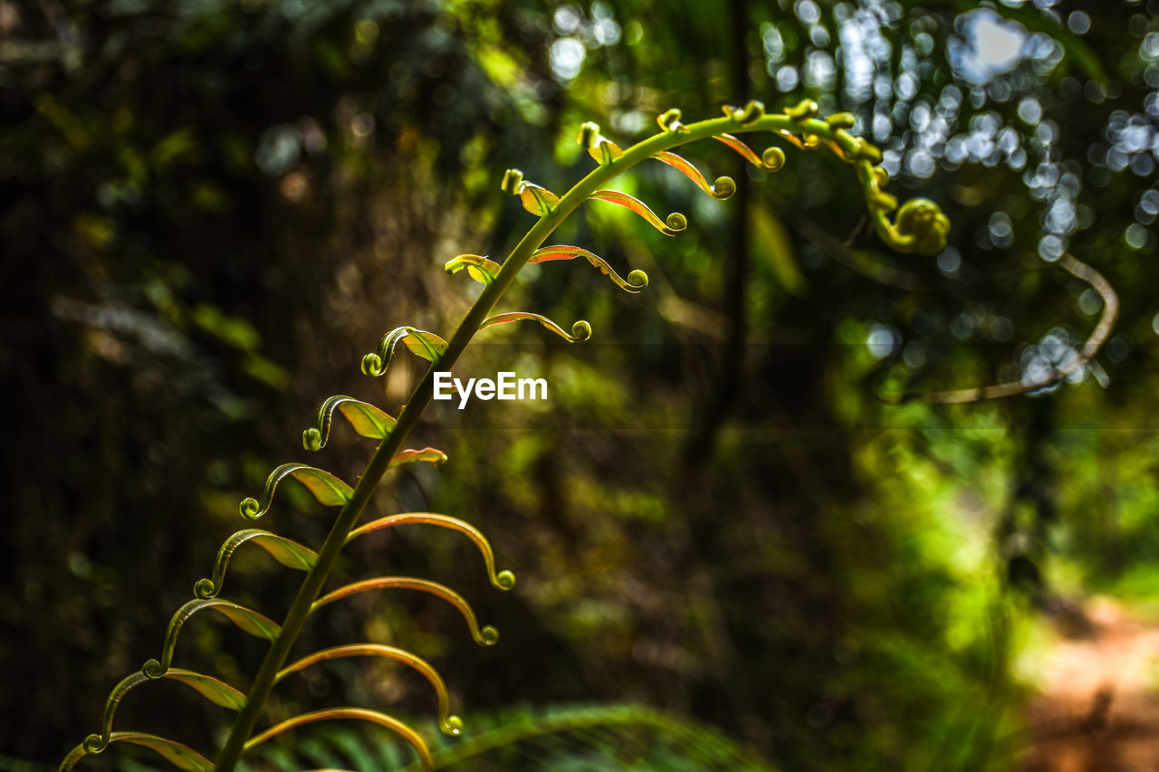 Low angle view of fern against trees