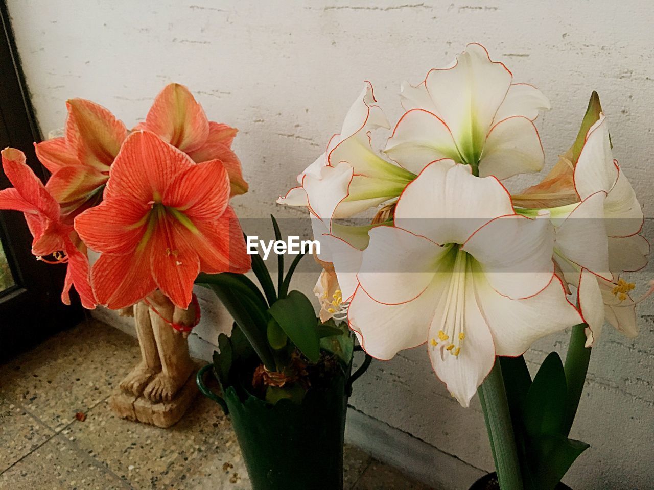 CLOSE-UP OF RED FLOWERS