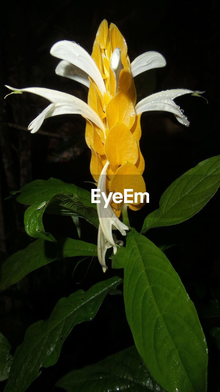 CLOSE-UP OF YELLOW FLOWER BLOOMING AT NIGHT