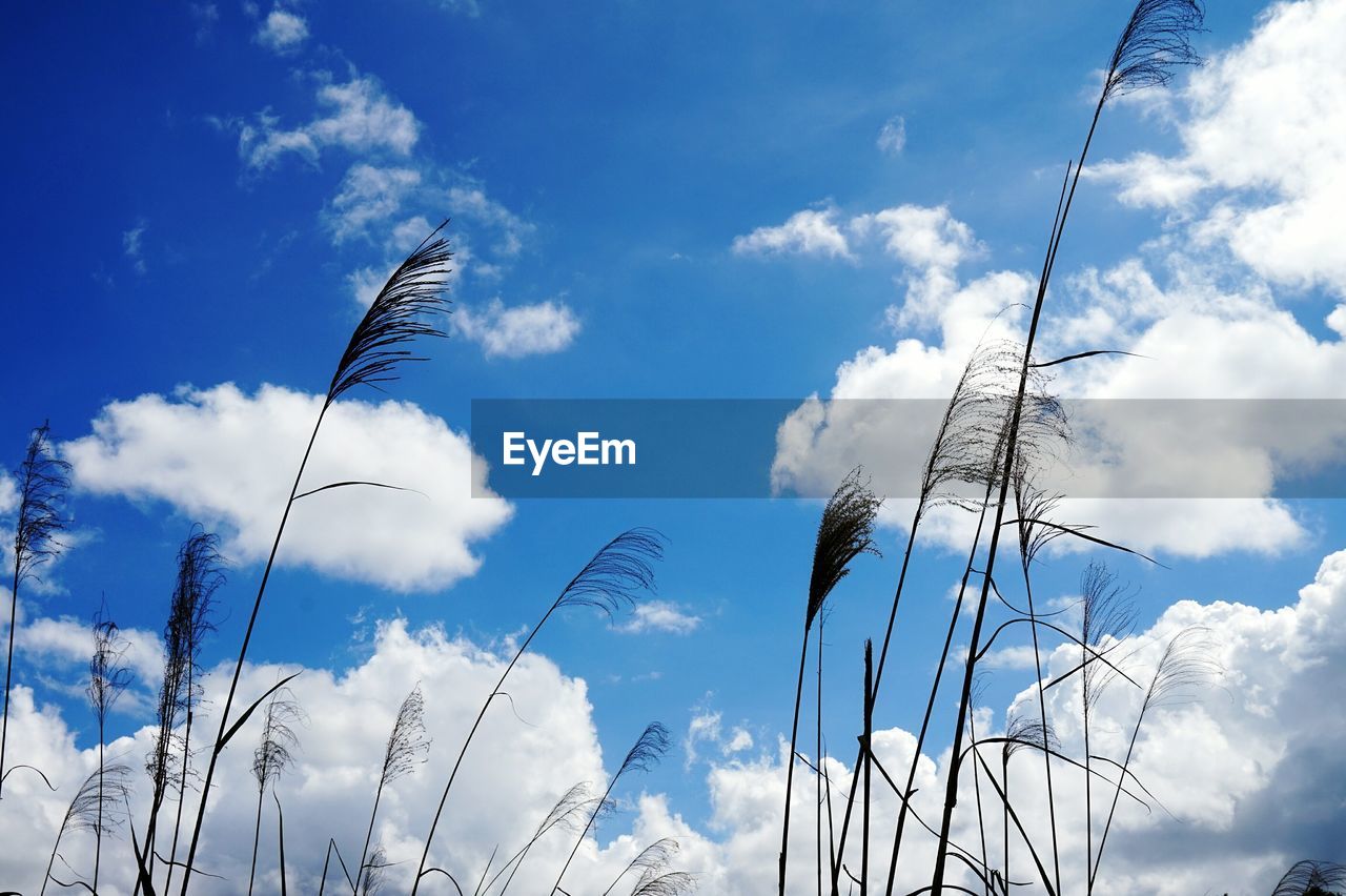 Silhouette of plants against blue sky