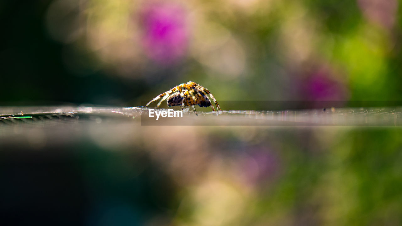 Close-up of spider on street