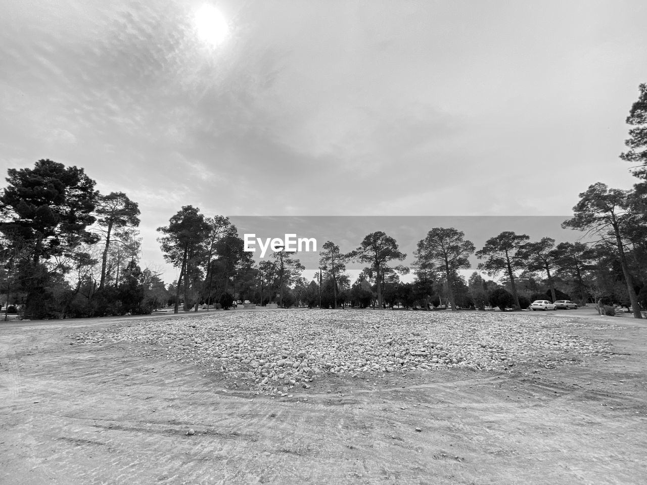 tree, plant, sky, black and white, snow, cloud, monochrome, landscape, nature, monochrome photography, environment, land, winter, scenics - nature, no people, beauty in nature, tranquility, pinaceae, coniferous tree, tranquil scene, white, outdoors, day, growth, forest, pine tree, non-urban scene, field, pine woodland