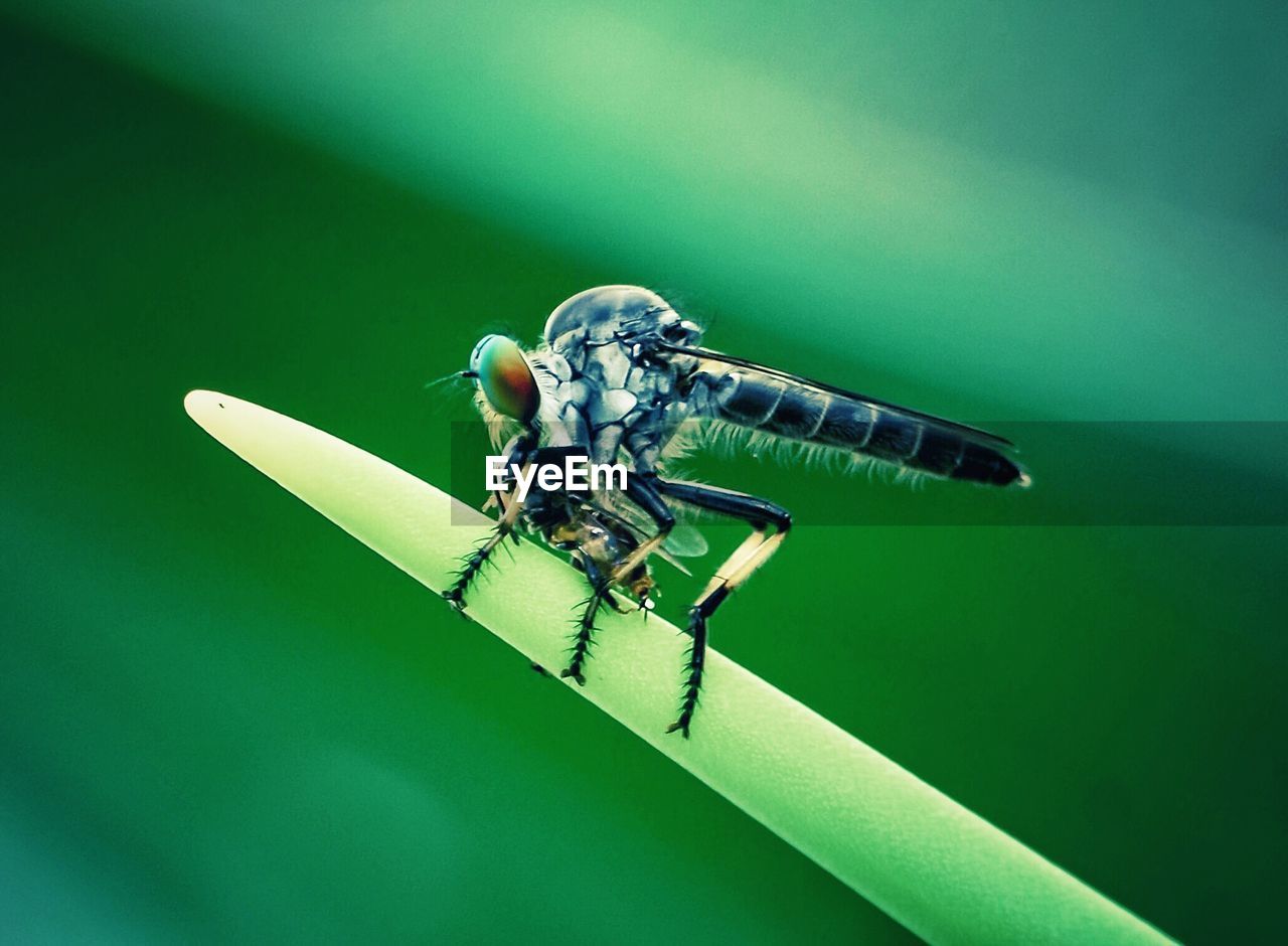 Robberfly eating