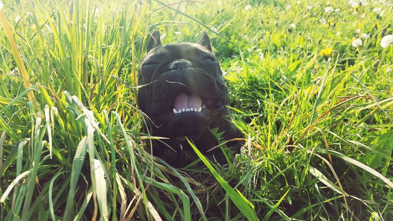 CLOSE-UP OF DOG ON GRASS FIELD