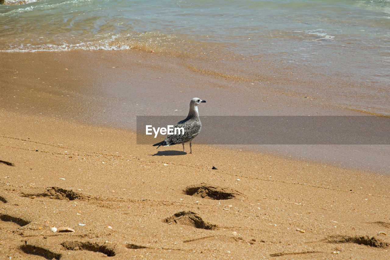 SEAGULL PERCHING ON SAND