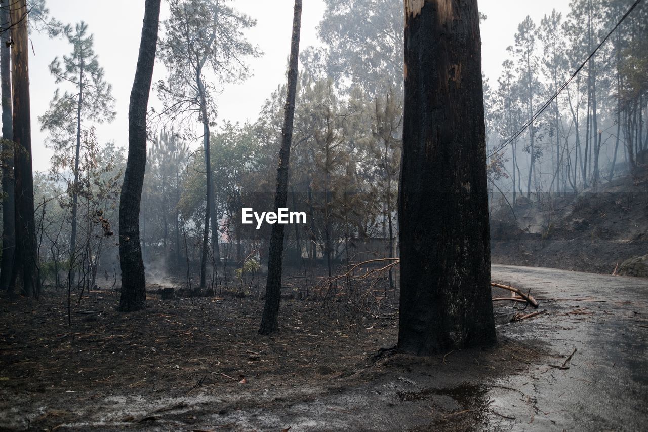 Forest burned in galicia after the fires