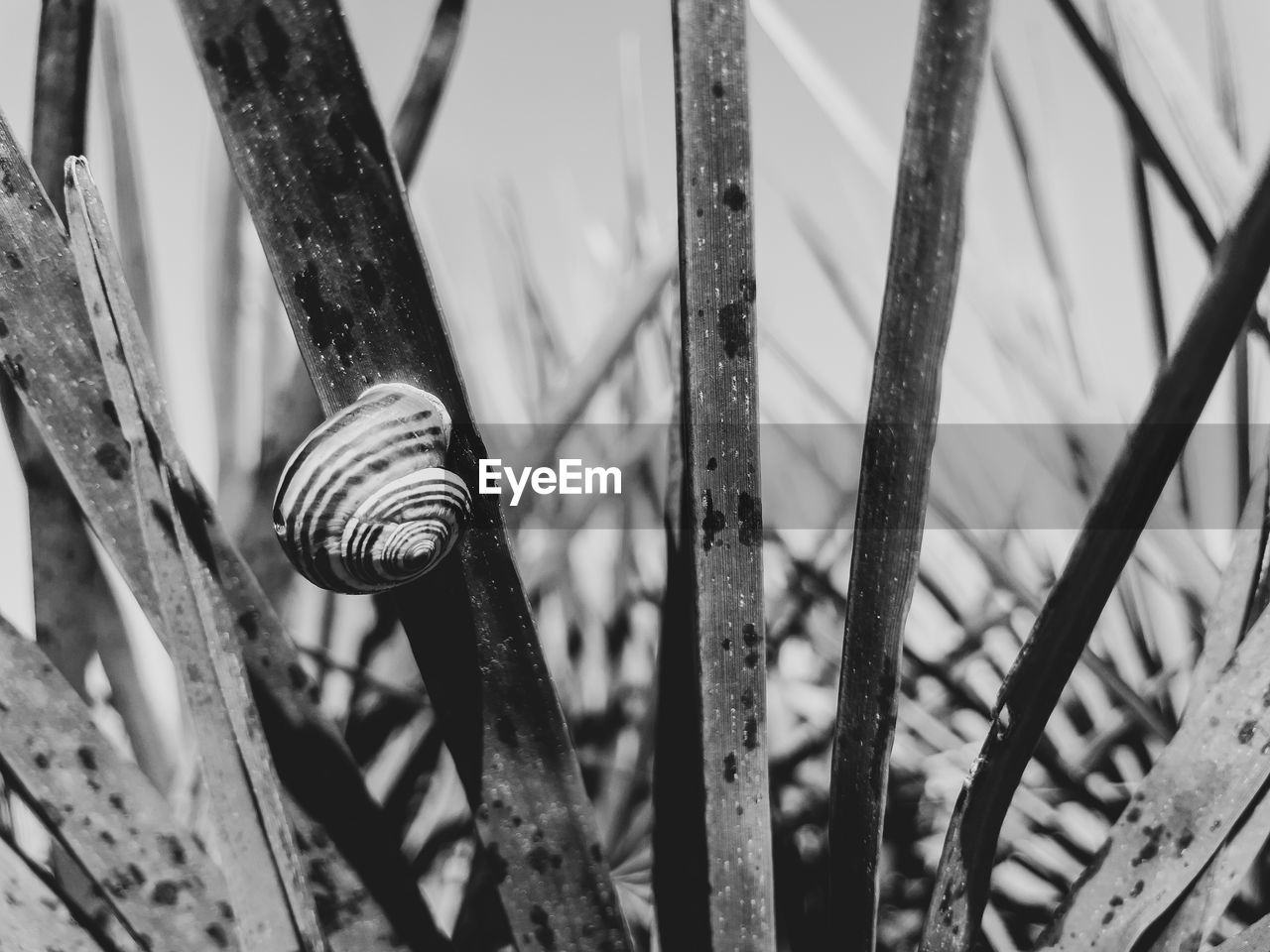 CLOSE-UP OF SNAIL ON A PLANT