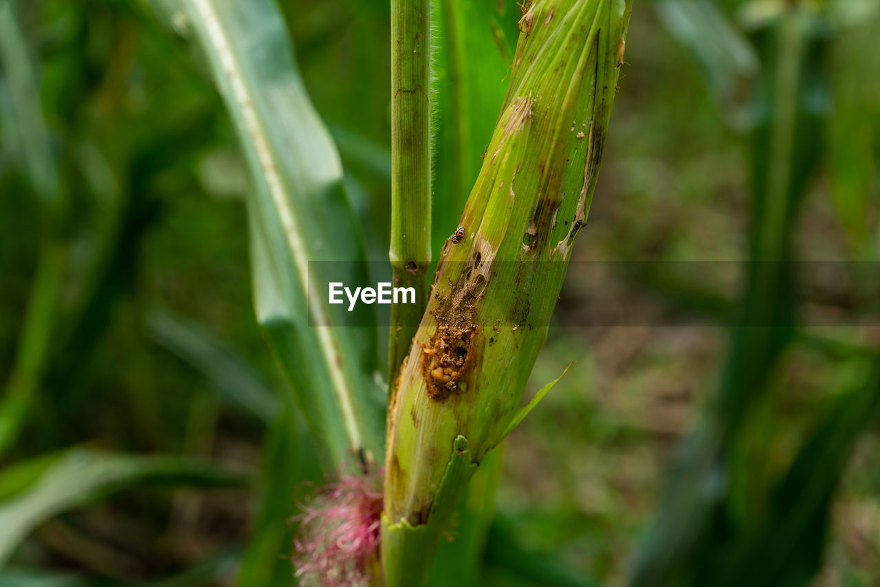 CLOSE-UP OF INSECT ON LEAF