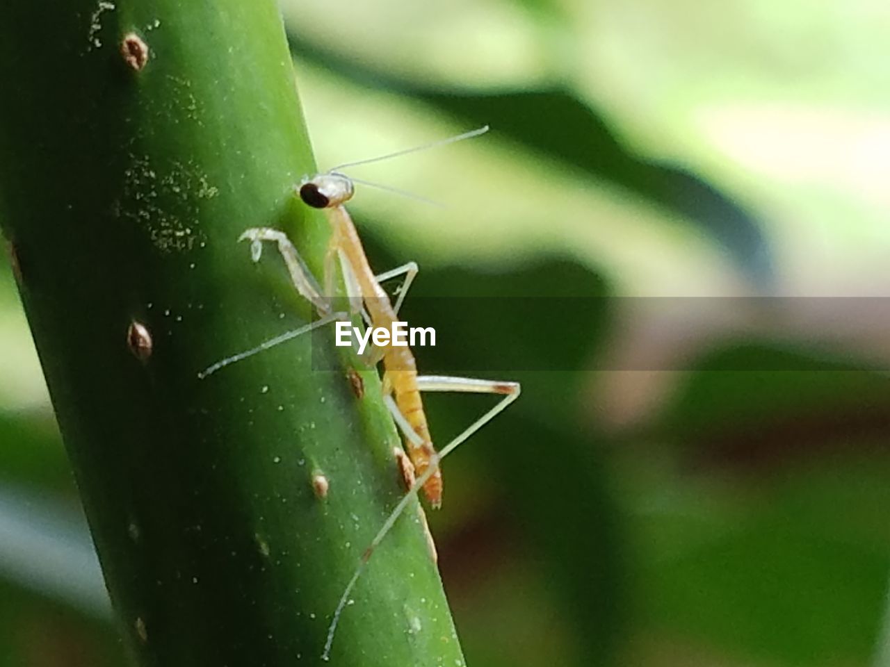 CLOSE-UP OF GRASSHOPPER ON PLANT