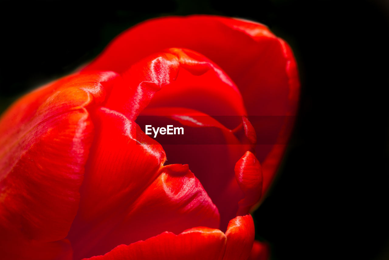 CLOSE-UP OF RED ROSE FLOWER