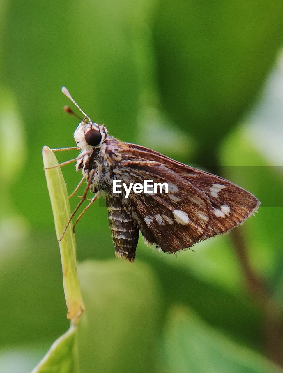 BUTTERFLY ON A LEAF