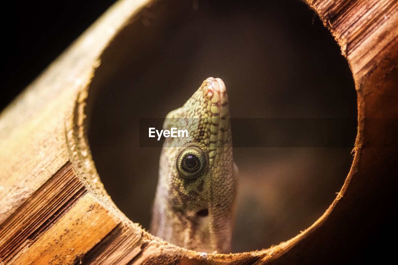 Close-up of lizard by wood