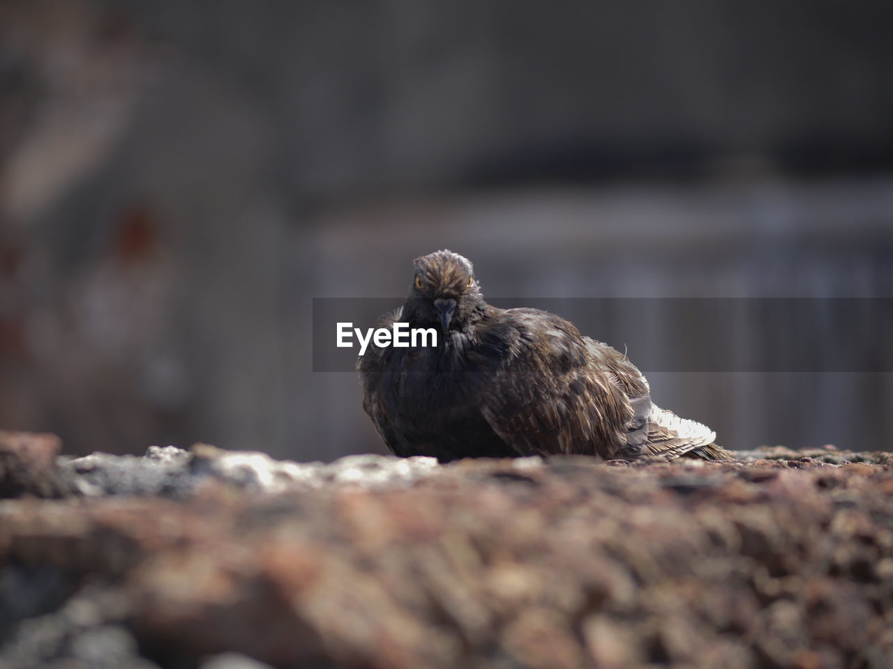 Pigeon in the outdoors, while it's sunny