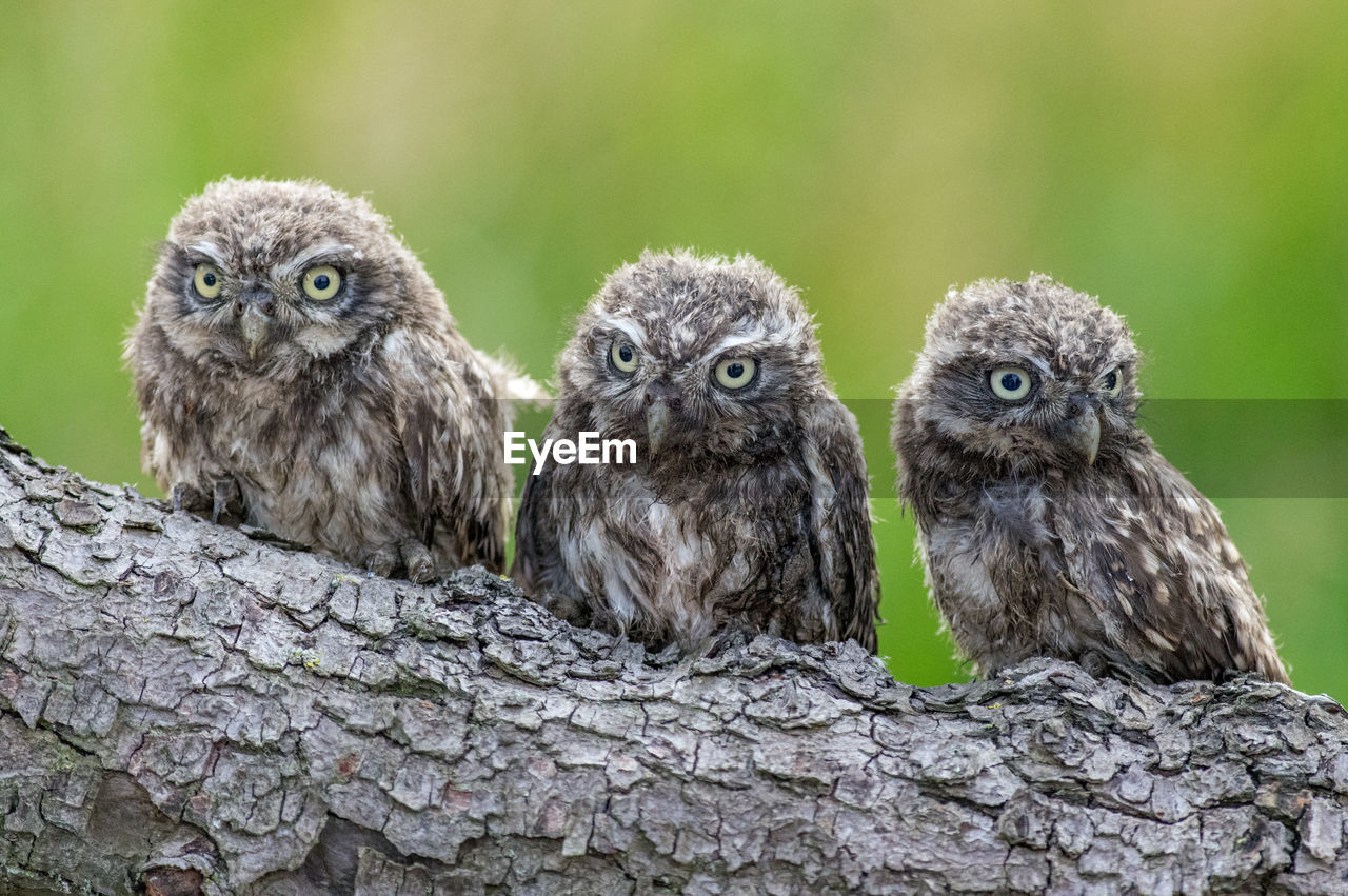 Portrait of 3 little owl perching on tree