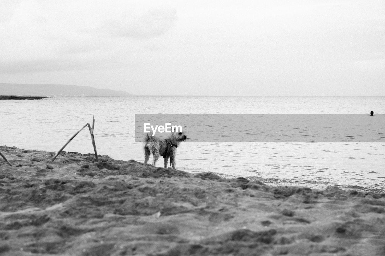 Dog on beach against sky. black and white