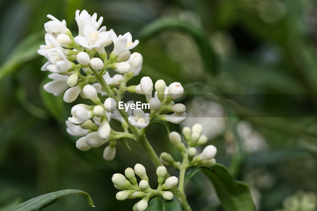 plant, flower, flowering plant, beauty in nature, freshness, nature, close-up, growth, fragility, white, blossom, no people, focus on foreground, petal, springtime, plant part, flower head, inflorescence, green, food and drink, leaf, food, produce, botany, bud, outdoors, day, wildflower, macro photography, tree, vegetable, environment, selective focus, shrub