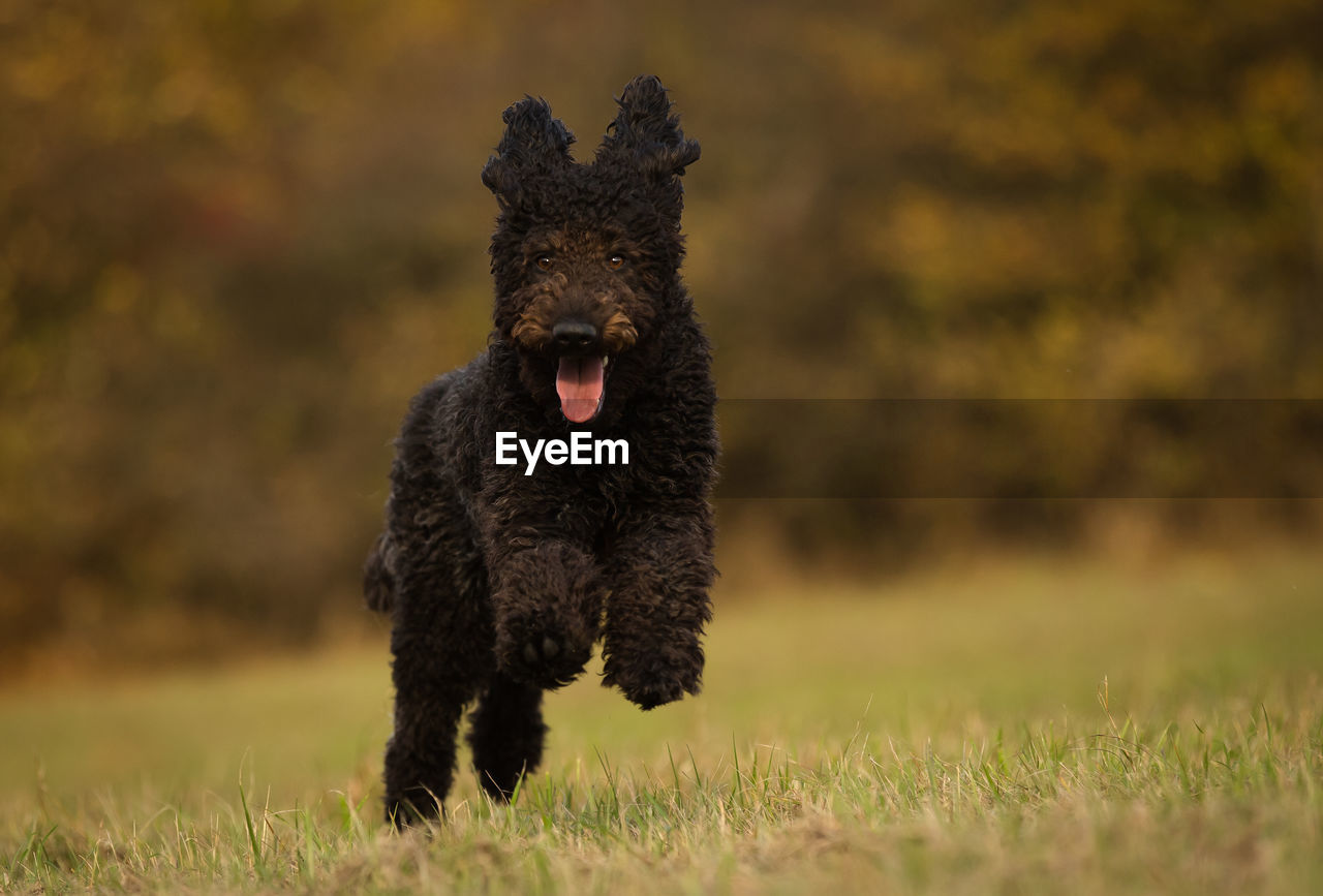 Portrait of dog running on field