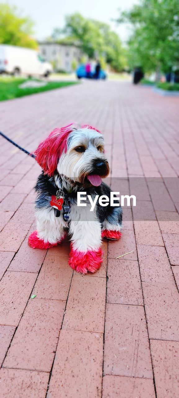 domestic animals, pet, canine, dog, one animal, animal themes, mammal, animal, lap dog, footpath, puppy, red, cute, portrait, leash, day, no people, focus on foreground, pet leash, pink, looking at camera, flower, outdoors, sidewalk, nature