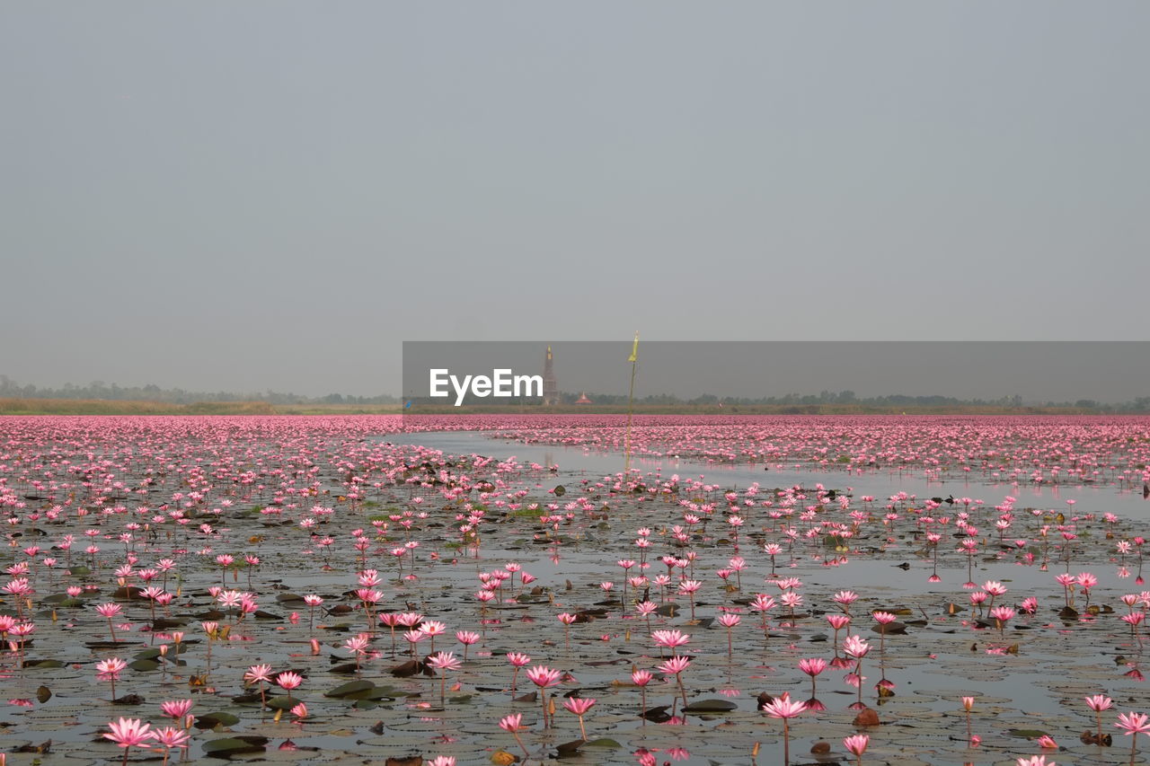 Pink lotus flowers blooming in lake against sky