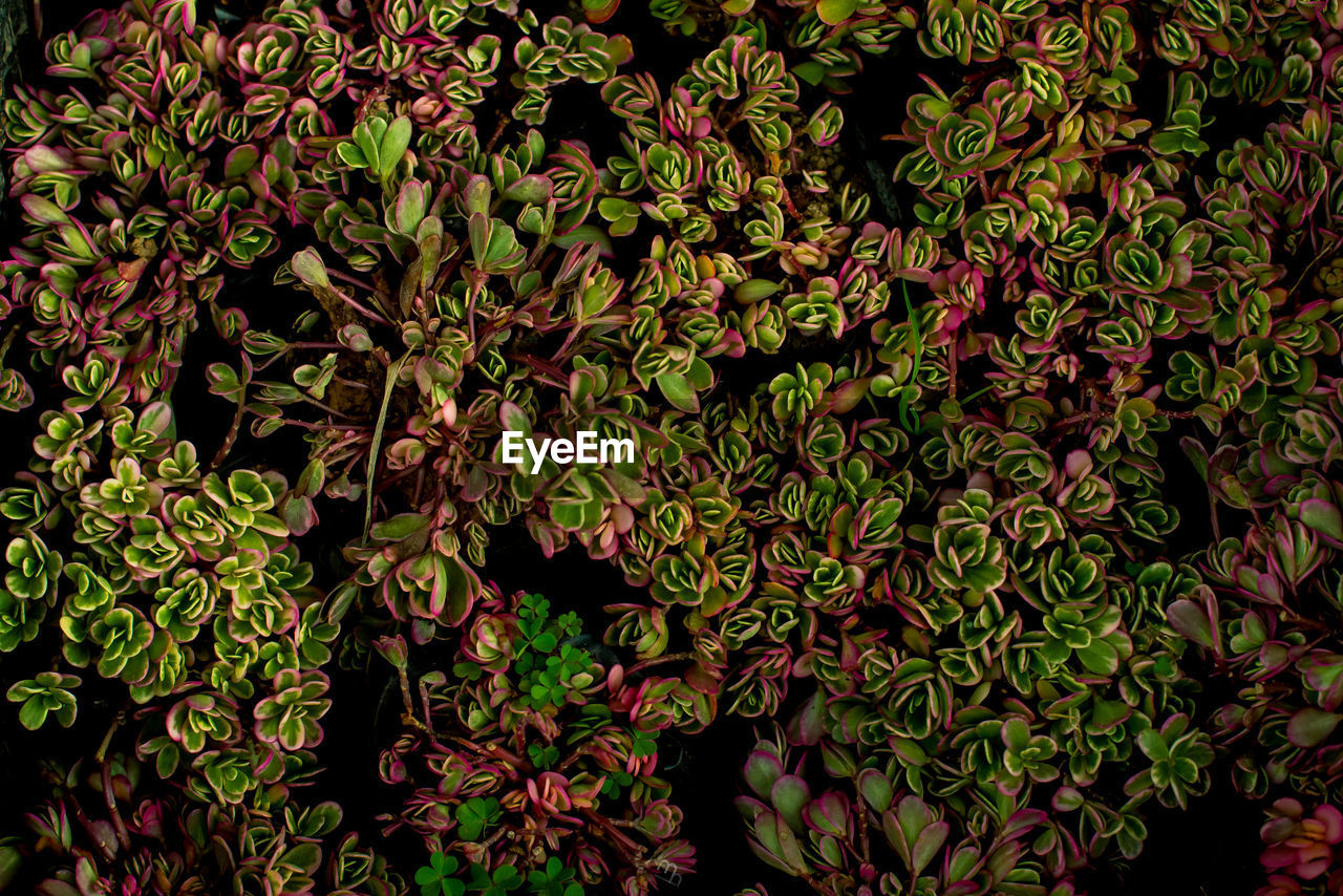 Full frame shot of fresh green leaves