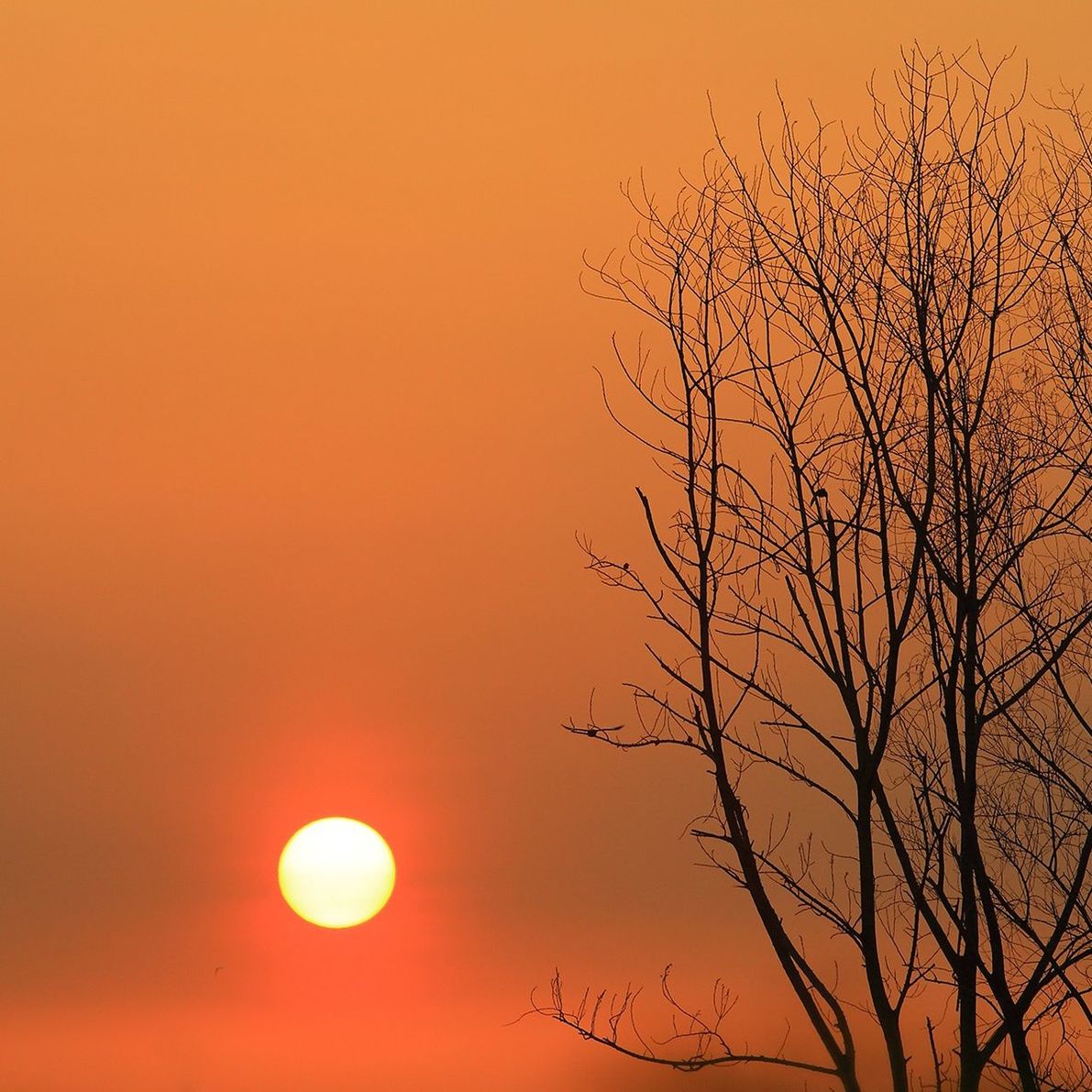 SILHOUETTE OF TREES AT SUNSET