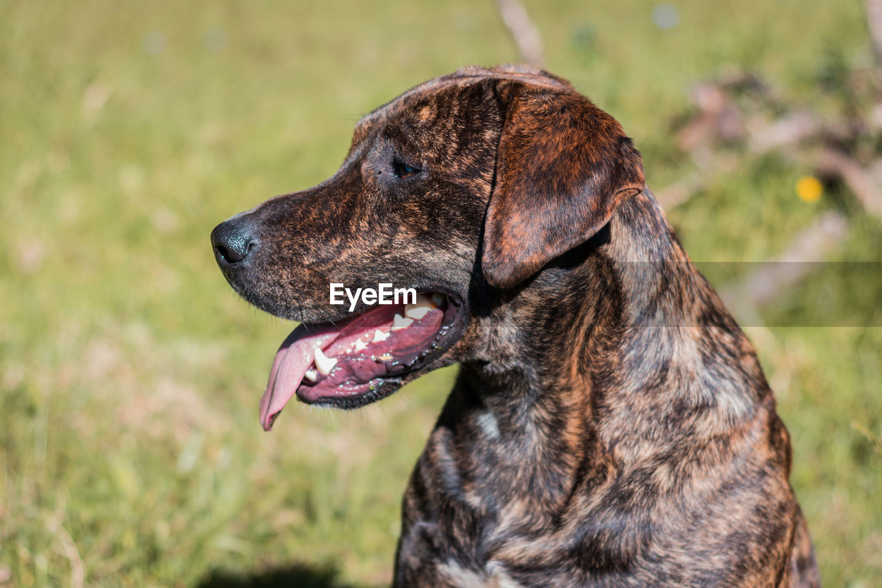 Close-up of a dog looking away