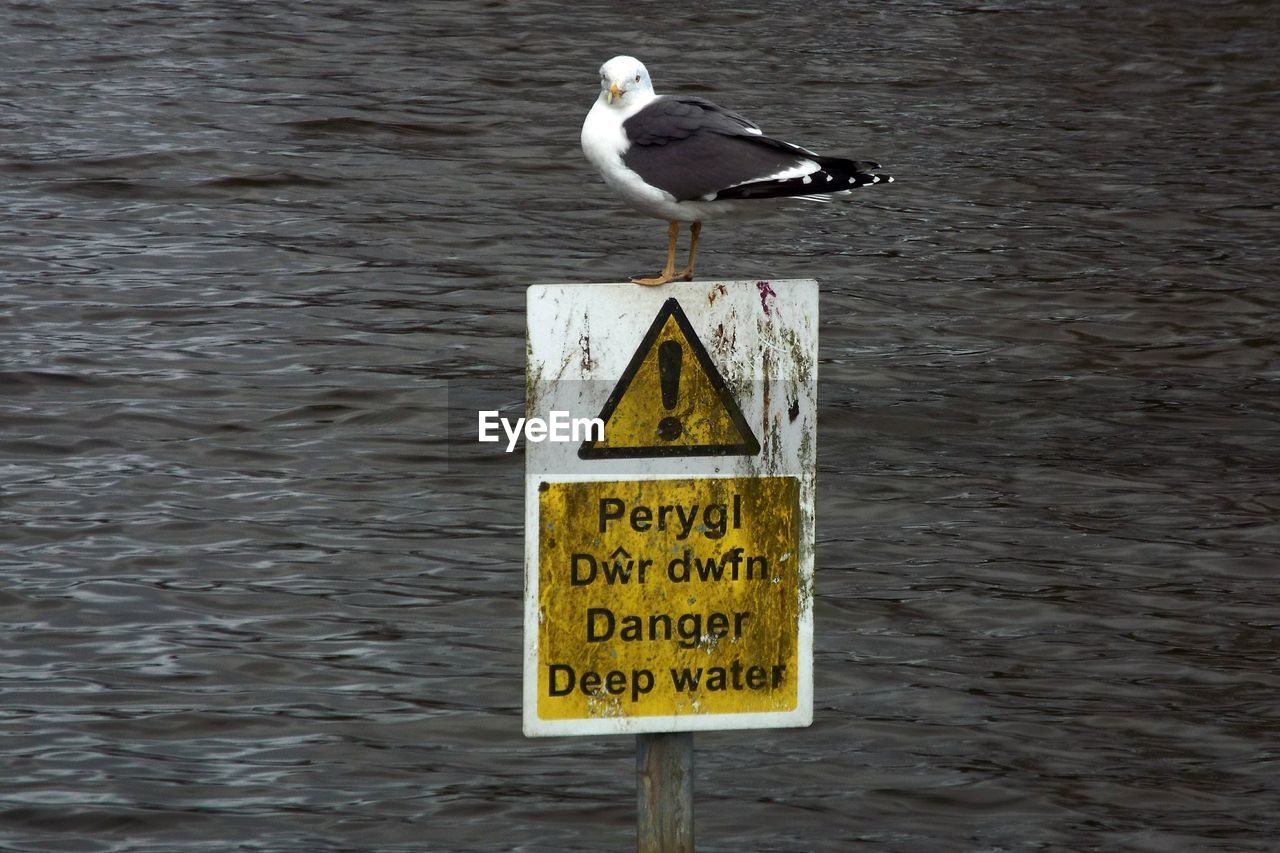 Seagull on warning sign against sea