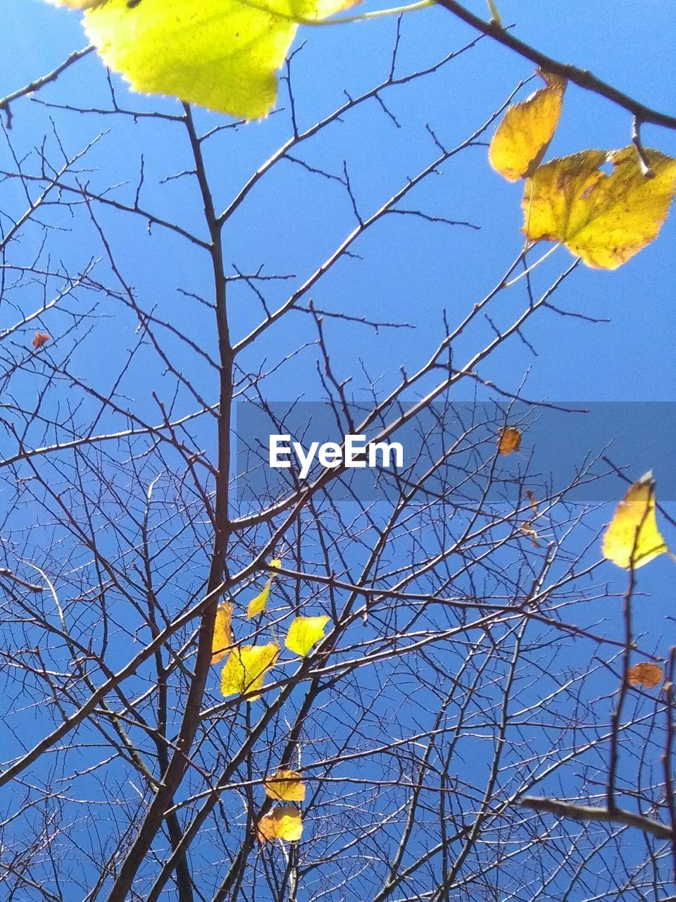 LOW ANGLE VIEW OF YELLOW TREE AGAINST SKY