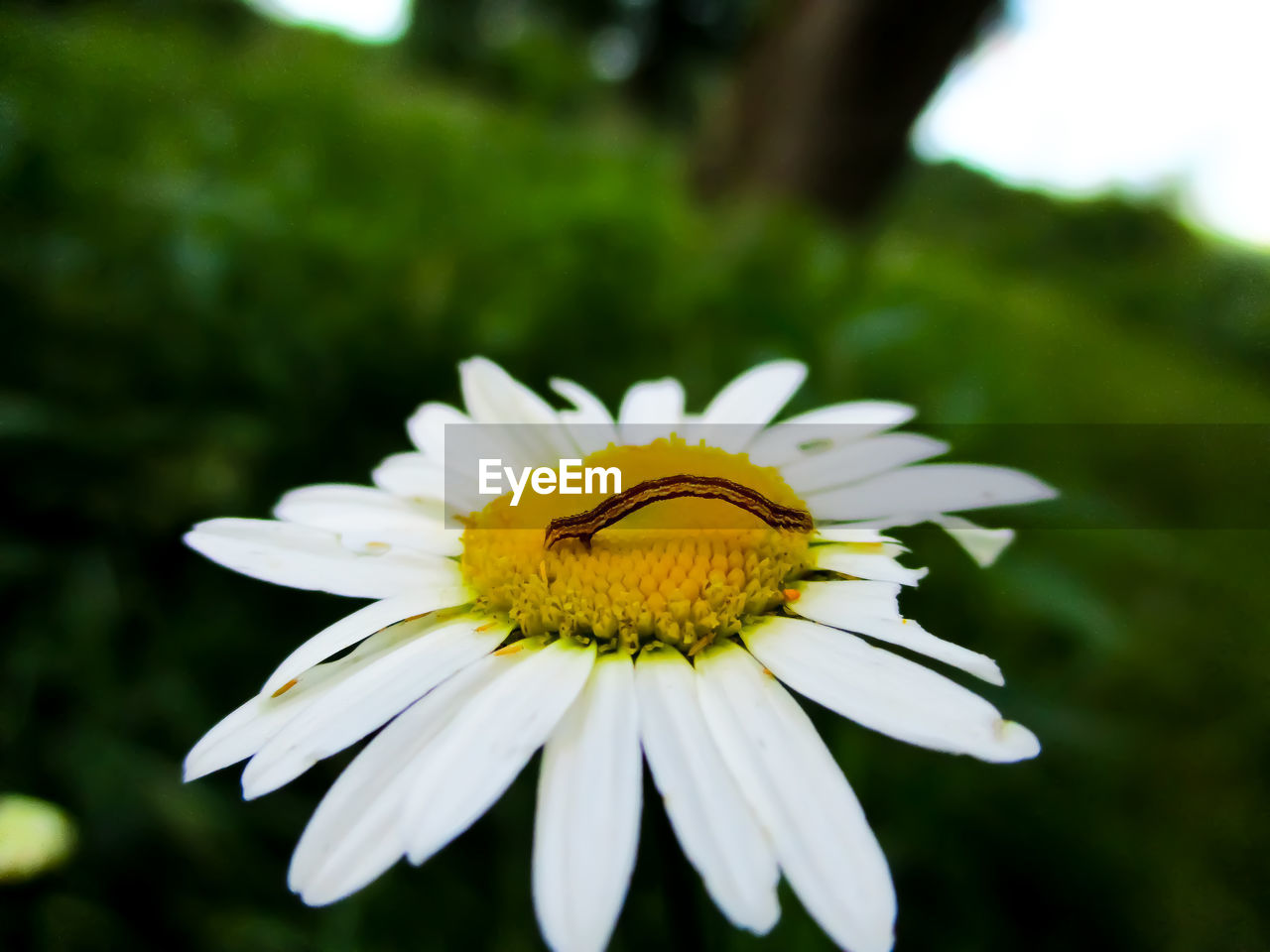 Close-up of white daisy flower