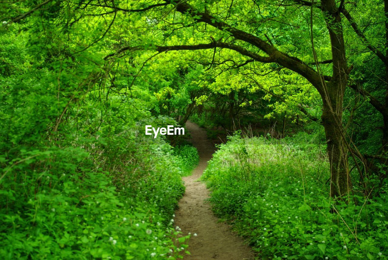 TRAIL ALONG TREES IN FOREST