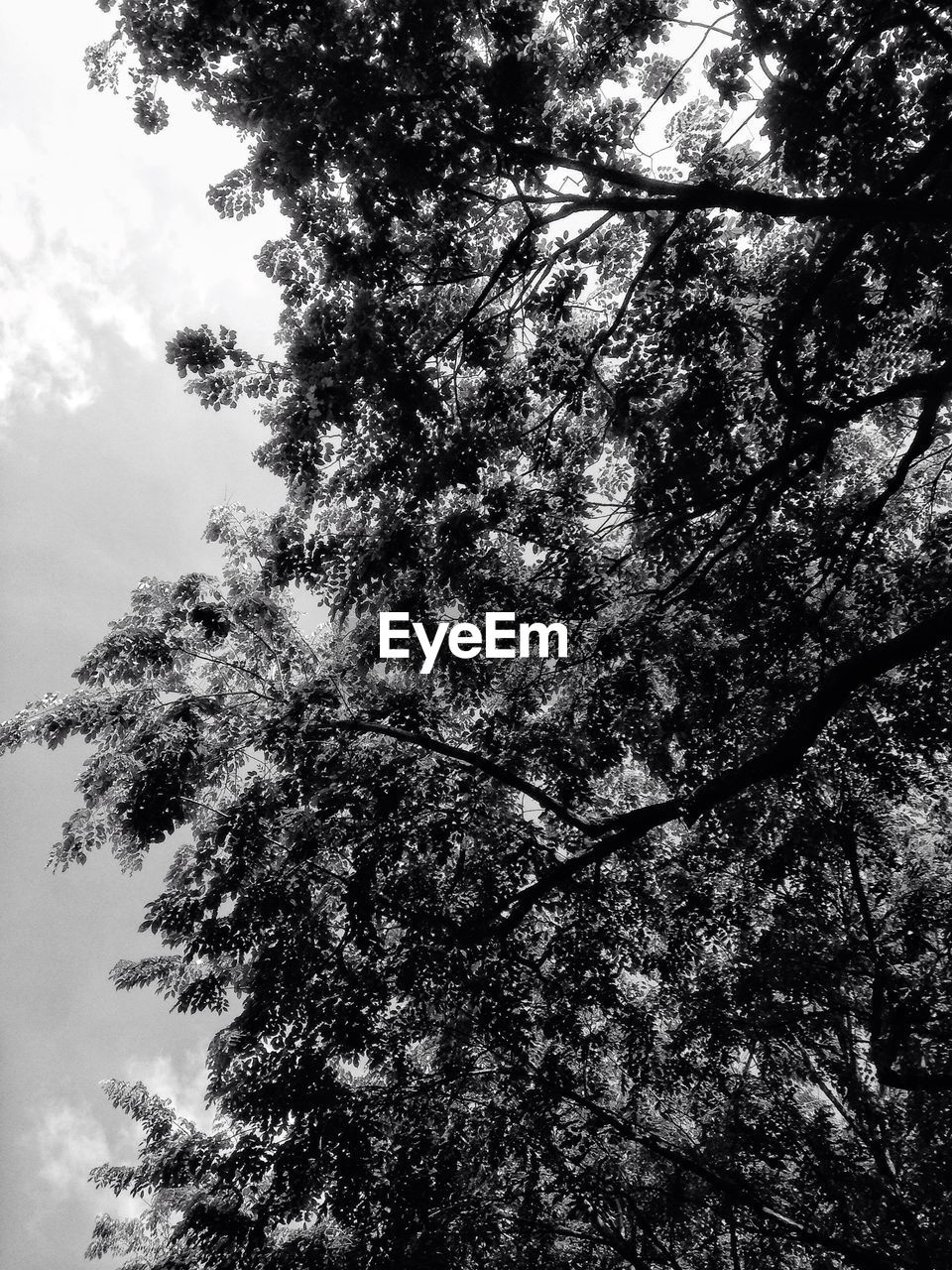 Low angle view of trees in forest against sky