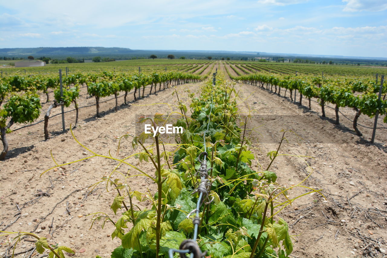 View of vineyard