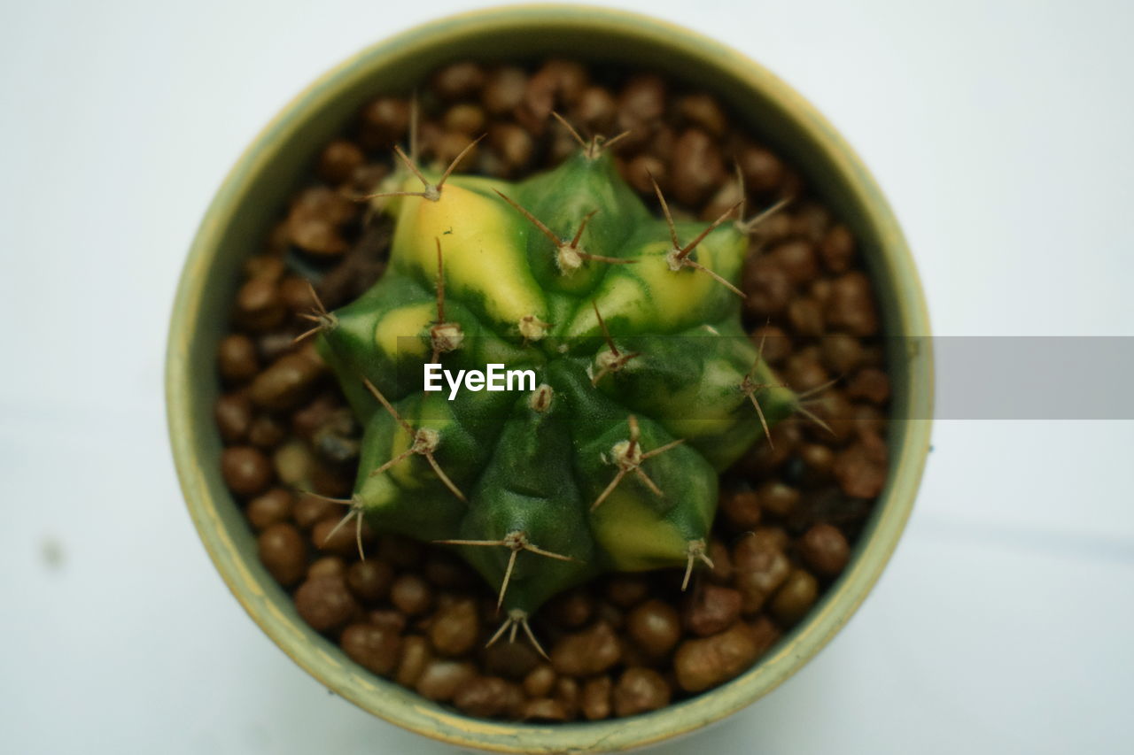 CLOSE-UP OF POTTED CACTUS PLANT