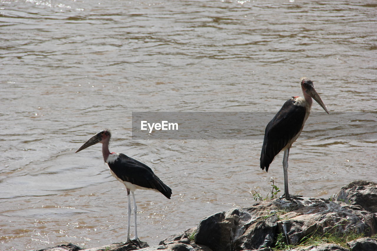 BIRD PERCHING ON RIVERBANK