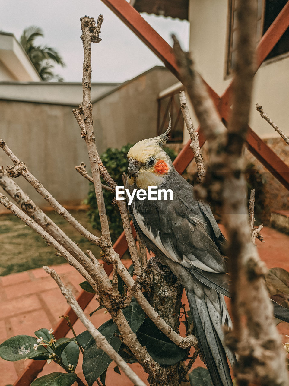 Low angle view of bird perching on branch