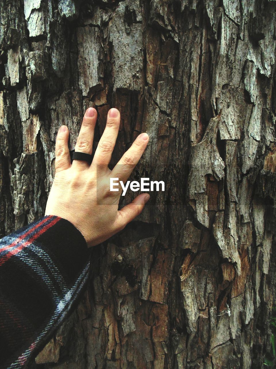 Close-up of cropped tree trunk