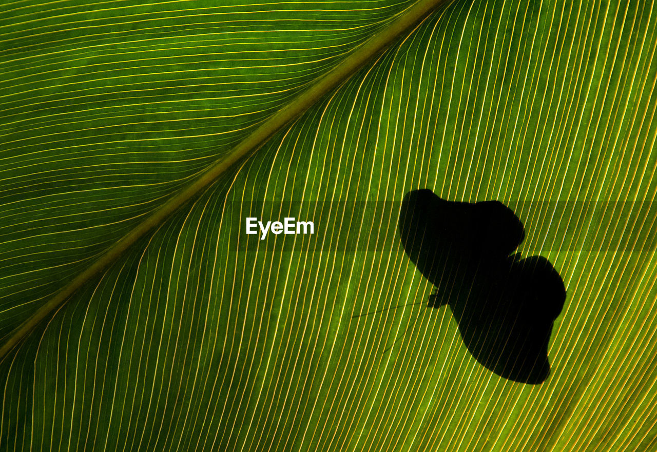 Shadow of butterfly on leaf