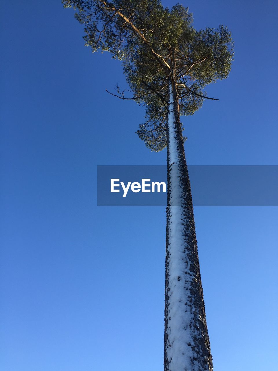 Low angle view of tall tree against clear blue sky