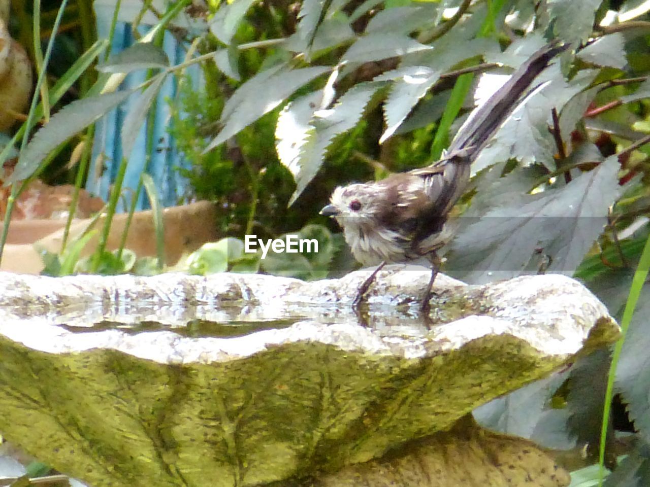 CLOSE-UP OF BIRD BY TREE