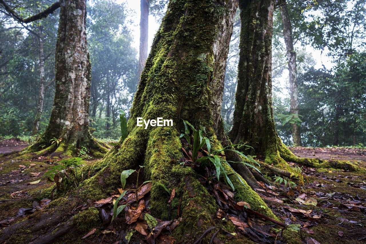 Trees growing in forest