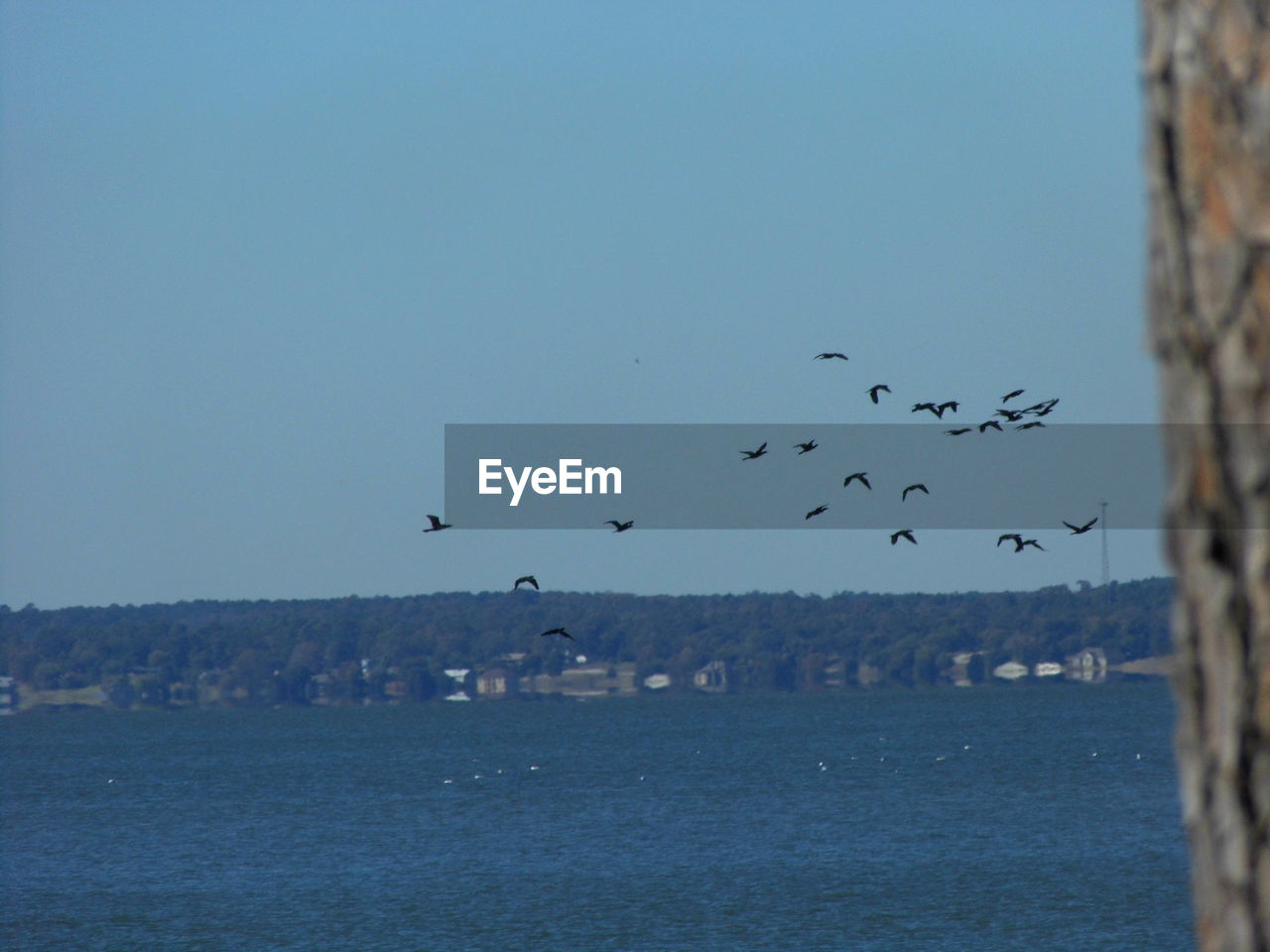 BIRDS FLYING IN SKY