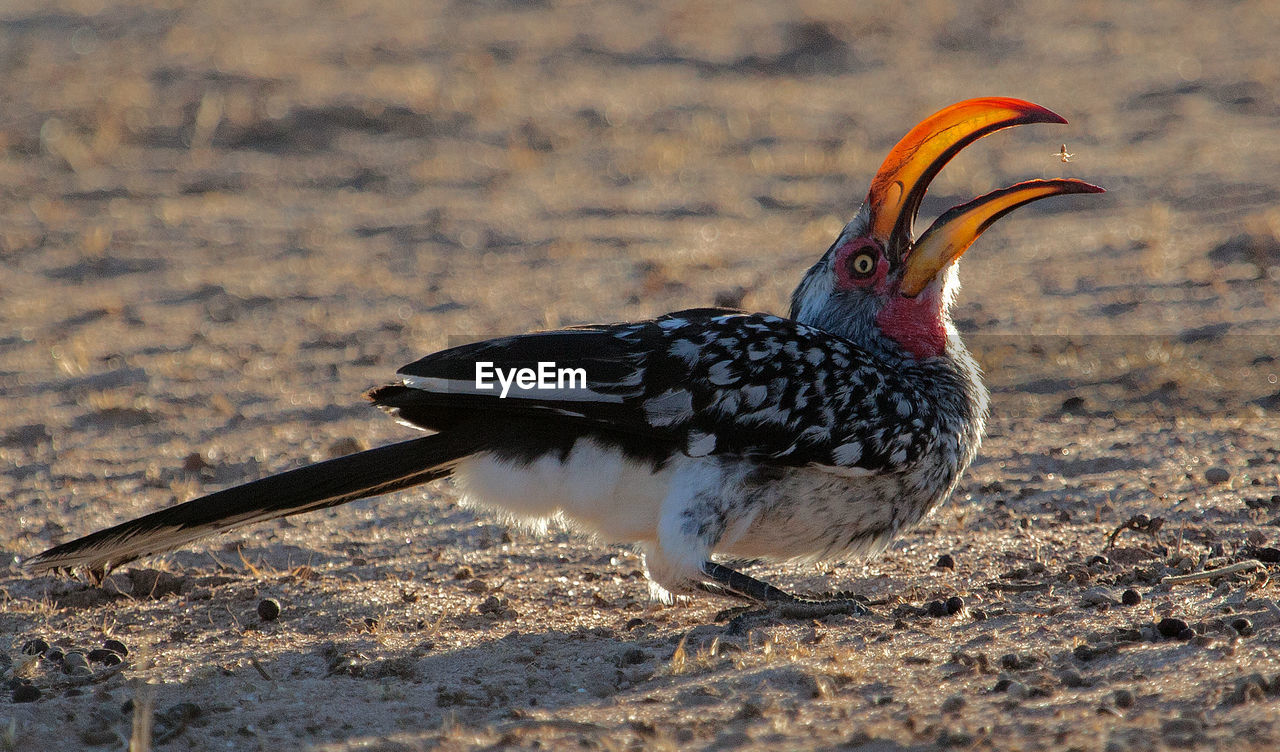 CLOSE-UP SIDE VIEW OF A BIRD