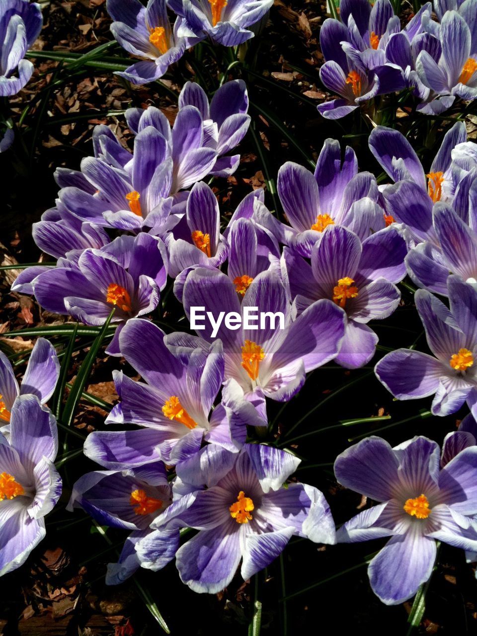 Directly above shot of crocuses blooming on field